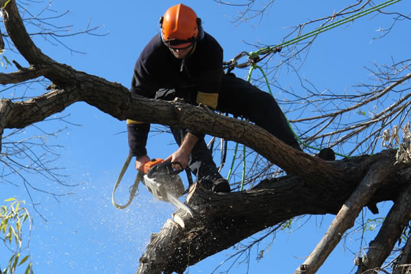 Tree Pruning Leicester